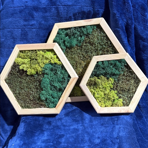 None Other - Hexagonal Framed Moss Wall Art Trio - Green and Natural Tones
